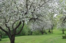 Huntsville's historic Orchard Park is stunning in the spring