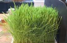 Fresh wheatgrass graces the counter of the juice bar
