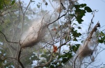 Trees can host more than one fall webworm nest