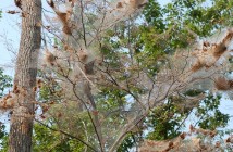 It's unusual for webworm nests to affect entire canopy of a tree