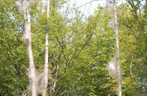 Fall webworm populations fluctuate from year-to-year and can be more noticeable when conditions are favourable for their development