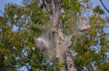 Fall webworms will build nests on many different species of trees