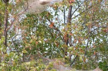 Although they are unsightly, fall webworm nests don't generally require treatment