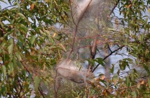 Fall webworms defoliate trees only within their nests which prevents large-scale damage