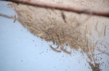 A fall webworm nest provides shelter for the caterpillars