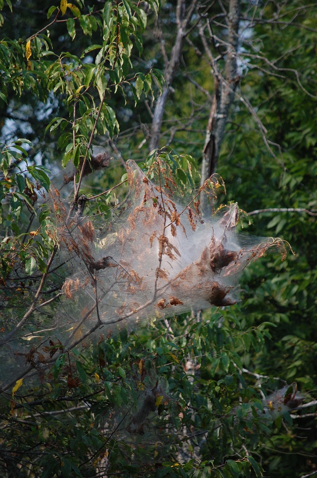 Fall webworms 8