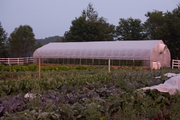 Young farmer’s business growth hindered by lack of funding