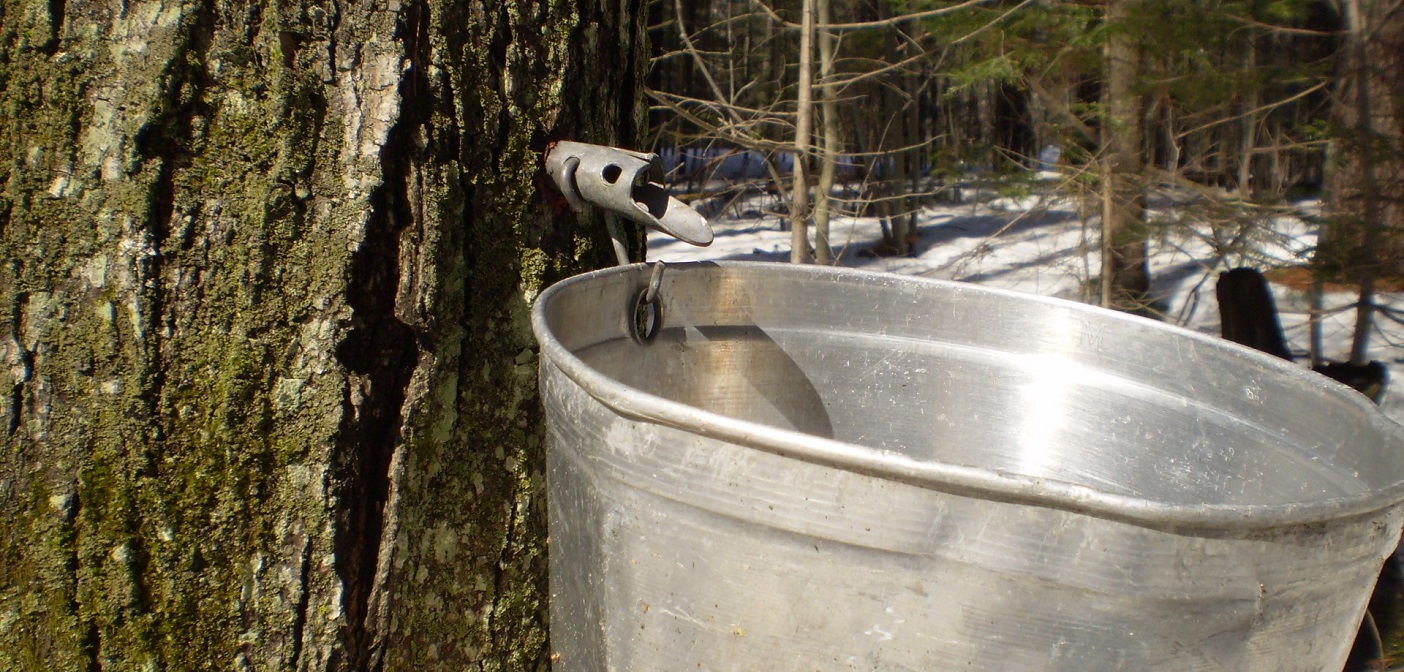 Sugar Bush