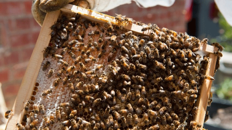 Bees
