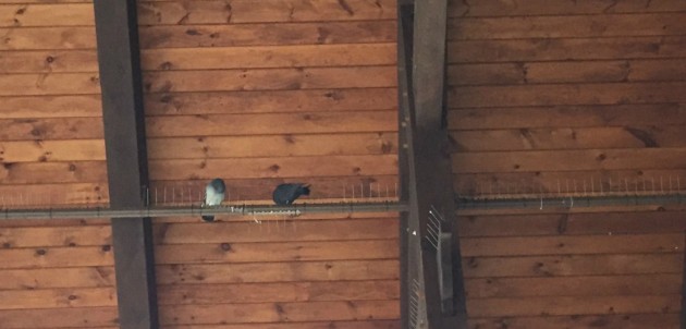 People feeding the pigeons should be given a ‘fowl’