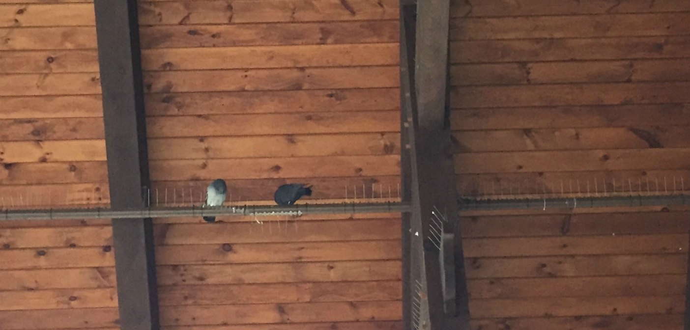Pigeons