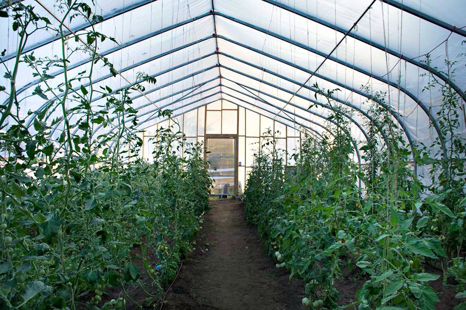 The farm will be adding a new greenhouse and selling vegetable starts to gardeners this year. (Photo: Emily Blackman)