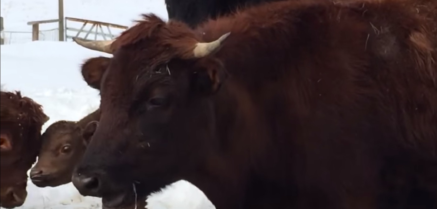 Our Town – beef