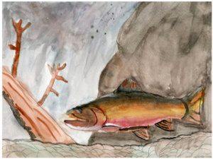 Madeline's winning water colour of an Aurora Trout