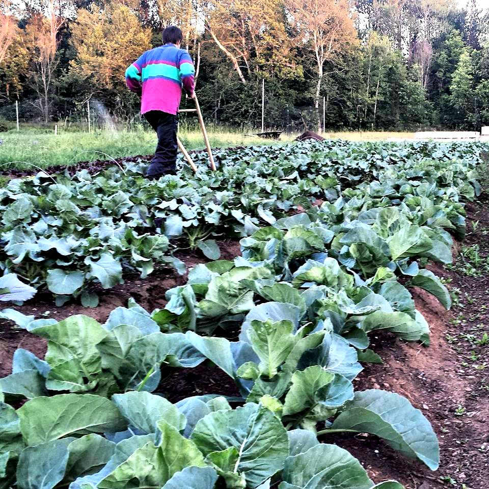 Although its not certified organic, the Spring Farm using organic gardening practices. (Photo: Emily Blackman)
