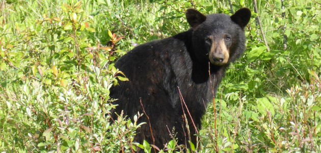 Be Bear Wise as warm weather arrives