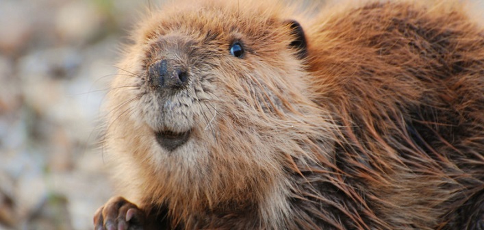 Beaver stock
