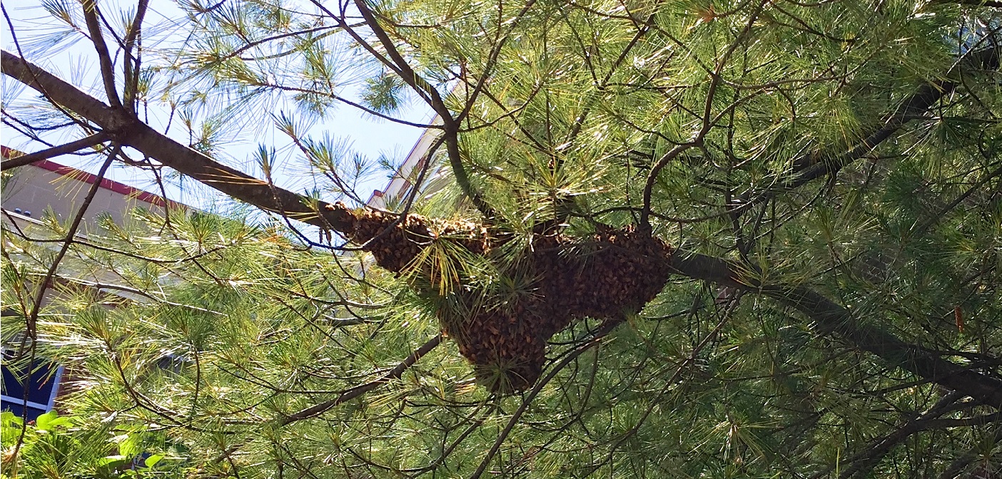 A swarm of bees came to rest outside the Algonquin Theatre Sunday morning (June 19, 2016). Photo: Craig Nakamoto.