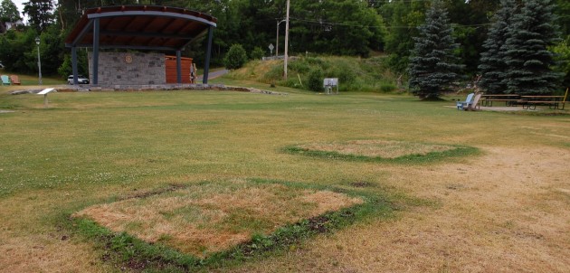 What happened to the trees in River Mill Park?