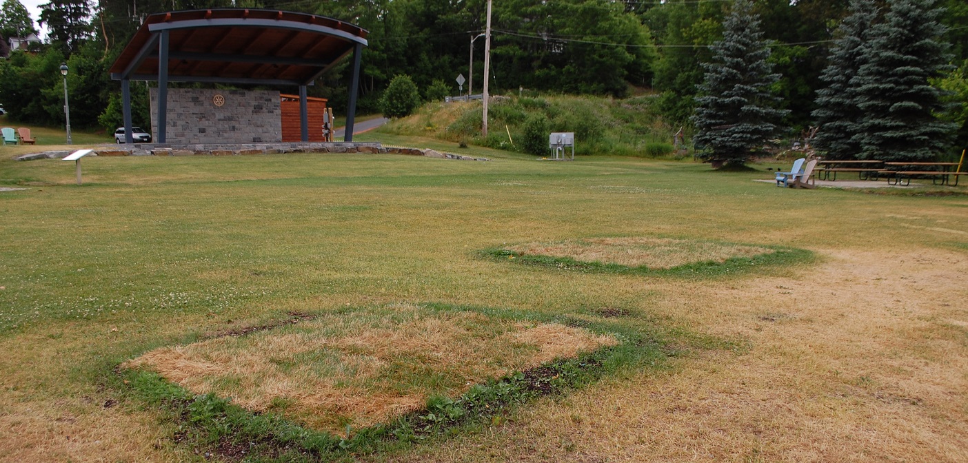 Two evergreen trees stood where these patches of grass now are