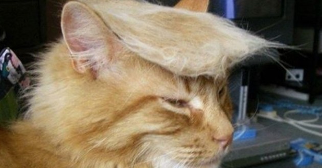 Listen Up! This political junky thought he had seen it all until Donald Trump came on scene – Opinion