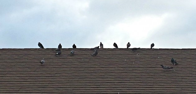 Has netting solved Canada Summit Centre’s pigeon problem?
