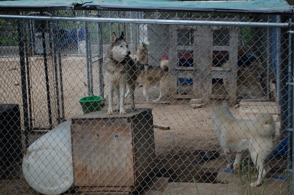 Former owner of kennel being investigated by OSPCA had concerns in 2014