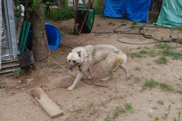 Listen Up! Charges against a local kennel raise lots of questions and concerns – Opinion