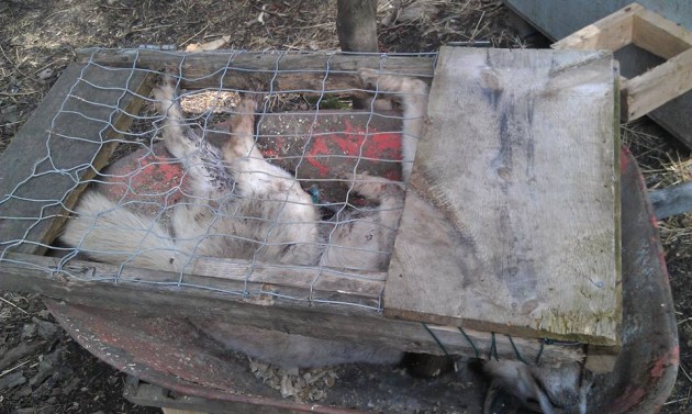Former owner of kennel being investigated by OSPCA had concerns in 2014