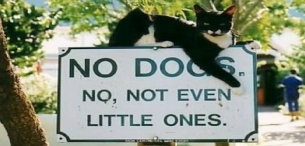 Dogs have stolen our hearts, wallets and sometimes our brains
