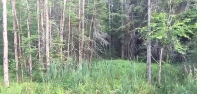 Our Town with Grant Nickalls: Oh, deer
