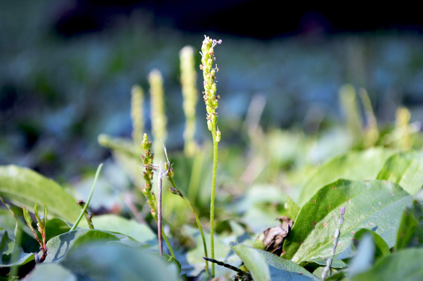 Plaintain