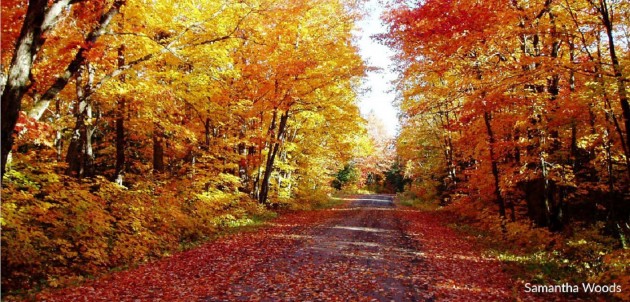 Looking for fall colours? You don’t have to look far!