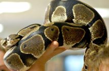 bull python