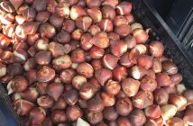Tulip bulbs