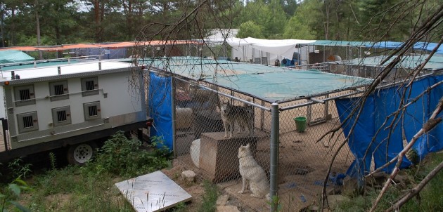 Kennel owner charged by OSPCA now giving up sled dogs