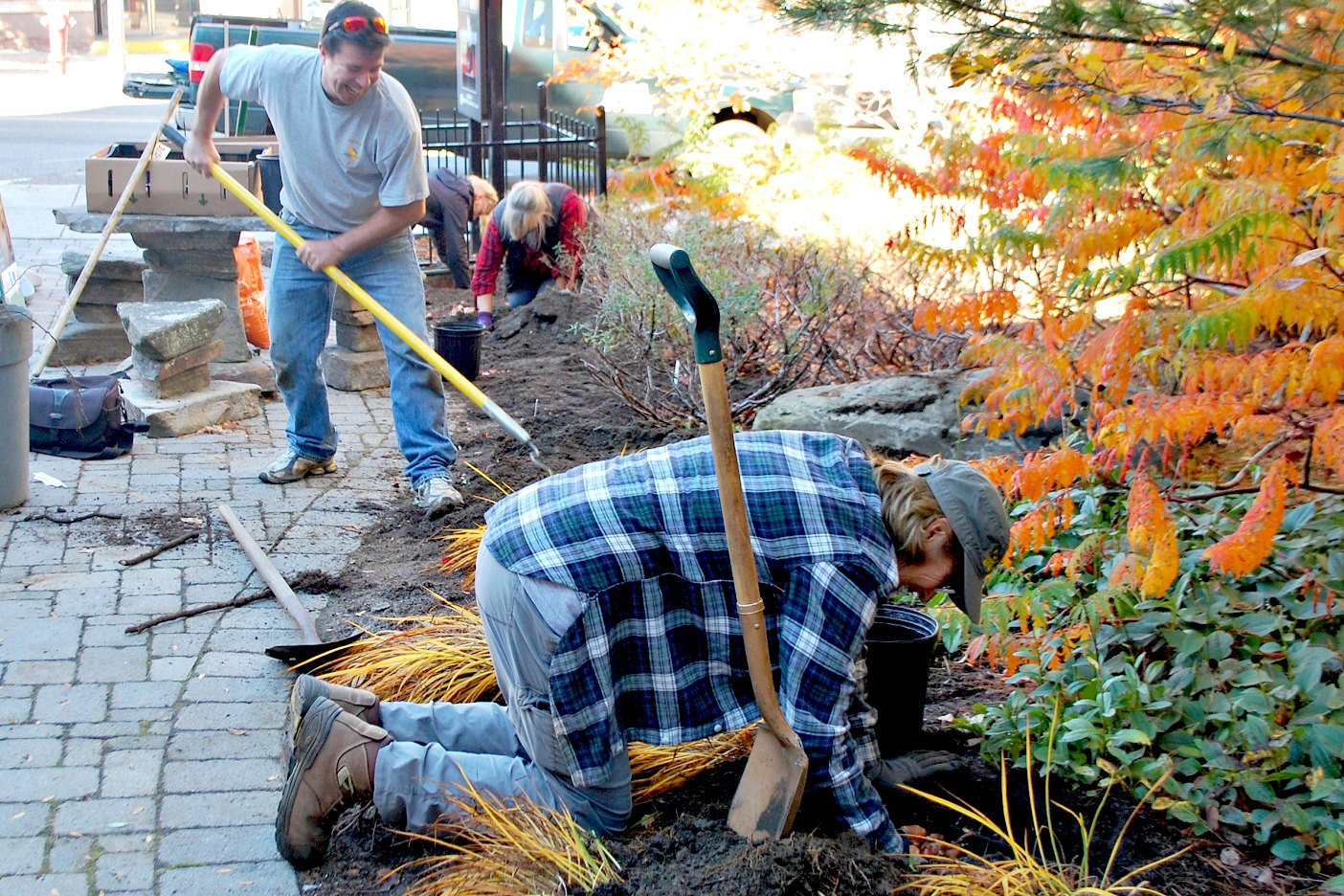 Tulip planting in Civic Square