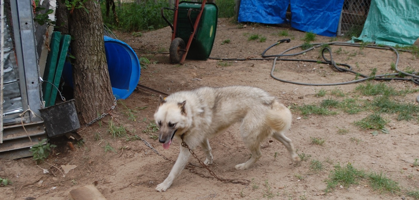 Are Husky Sleds Cruel
