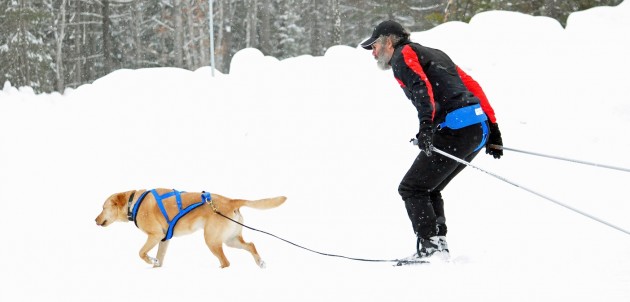 Skijoring: fun for families and their furry friends