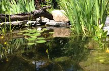 backyard pond