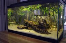 aquarium