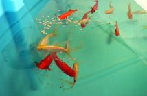 fish tank