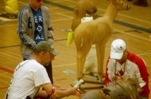 3D archery