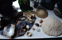 Her seashell collection tells a story of where Sara's been over the last six years.