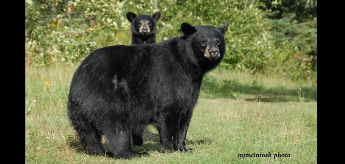 Bears and humans can peacefully co-exist (Photo: Mike McIntosh, Bear With Us Sanctuary)