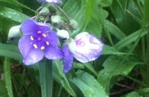 Spiderwort is a beautiful choice for a garden