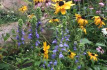 Native plants like Echniacea (pink), black-eyed susans (yellow) and great blue lobelia help pollinators thrive