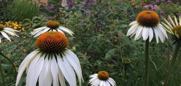 Native plants for native pollinators – Commentary