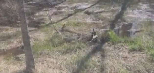 Our Town with Grant Nickalls: Duck love returns
