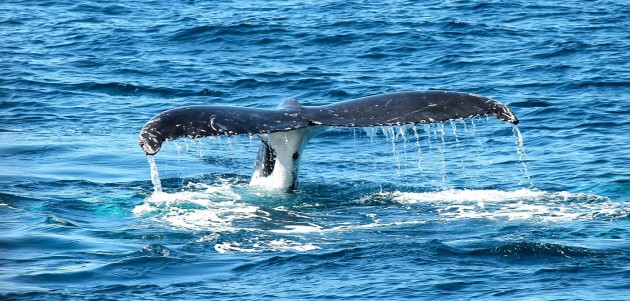 Climate Change and Whale Poo: an upcoming presentation with the ROM’s Dave Ireland